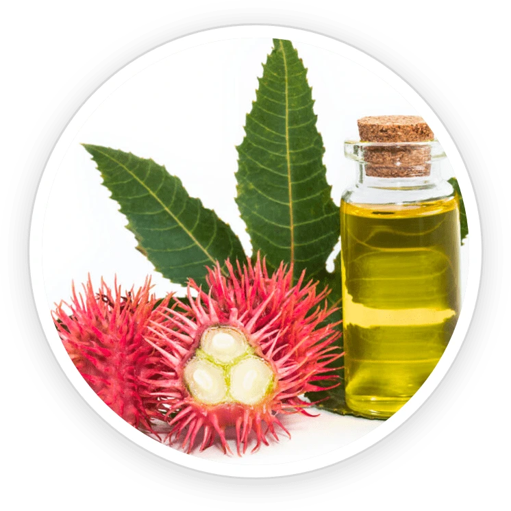 Illustration accompanying Ricinus Oil
